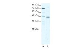 ZNF475 Rabbit anti-Human, Polyclonal, Novus Biologicals 0.1ml; Unconjugated:Antibodies,